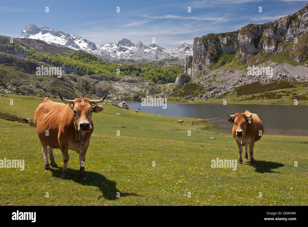 Alta pascoli di bovini, con casinas vacche, intorno ai laghi di Covadonga Parco Nazionale Picos de Europa, Spagna. Foto Stock