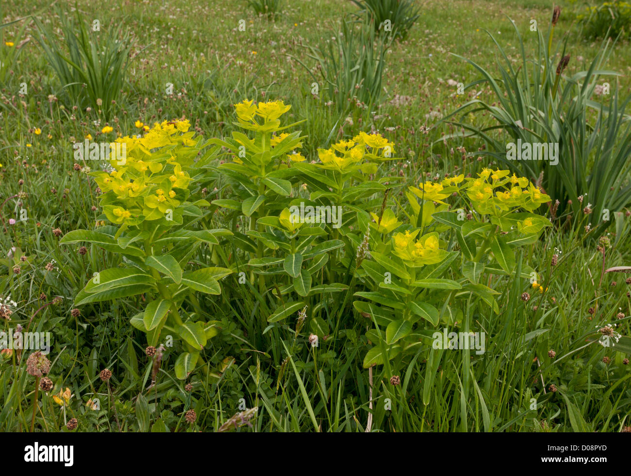 Euforbia irlandese (Euphorbia hyberna) in fiore Foto Stock