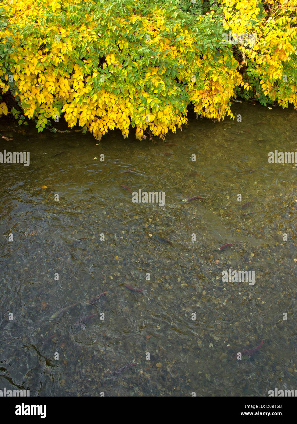 Salmoni la migrazione a monte del fiume di cedro, Washington, Stati Uniti d'America. Foto Stock