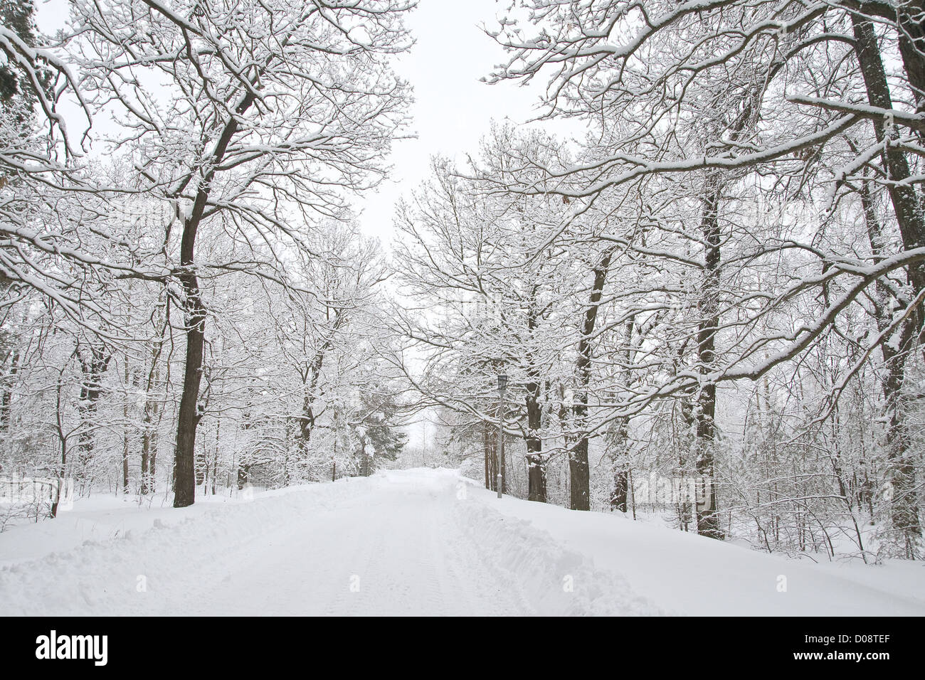 Un percorso tra gli alberi coperti di neve Foto Stock