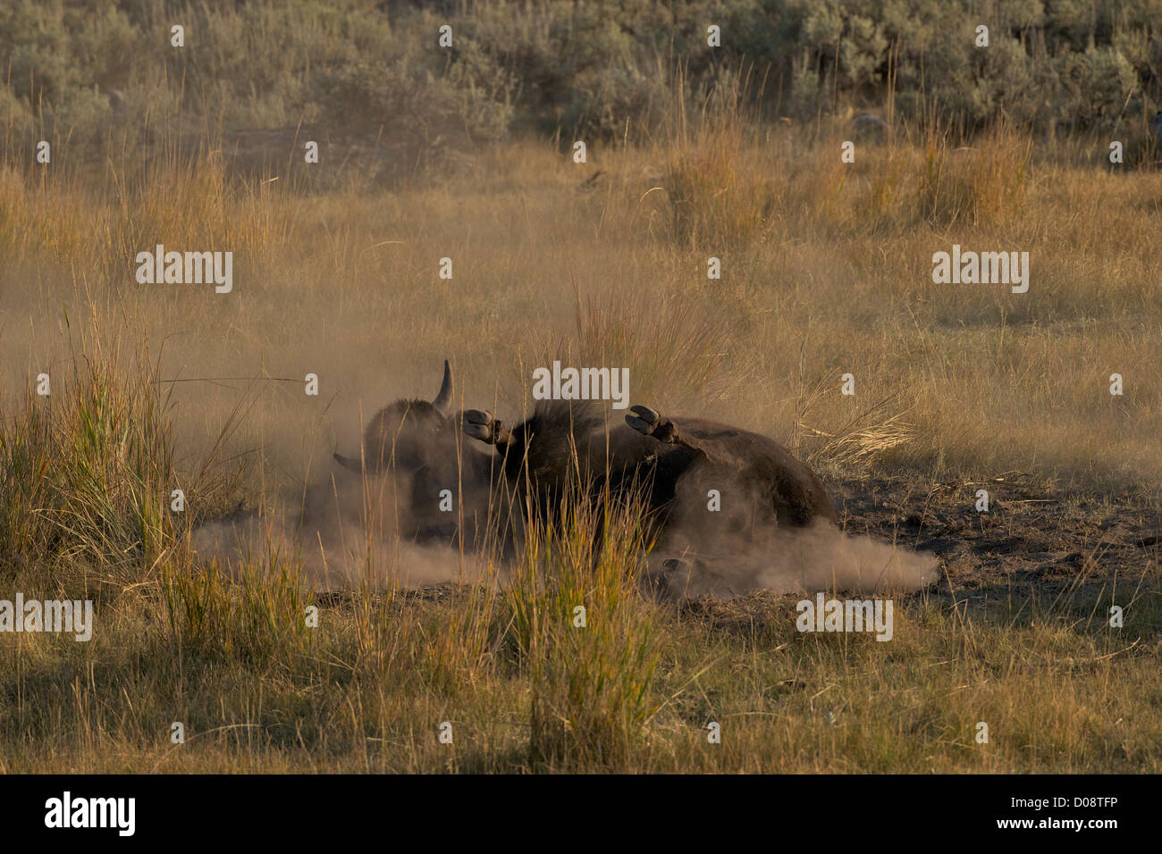 Bison godendo un bagno di polvere nella Lamar Valley, il Parco Nazionale di Yellowstone, Wyoming USA Foto Stock