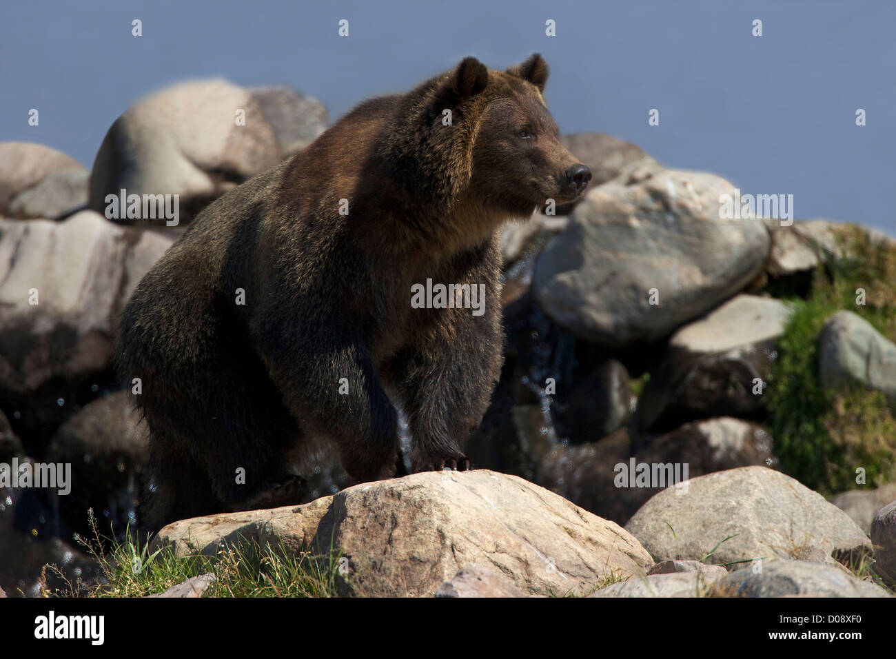 Orso grizzly, Ursus arctos horribilis, Grizzly and Wolf Discovery Center di West Yellowstone, Montana, USA Foto Stock