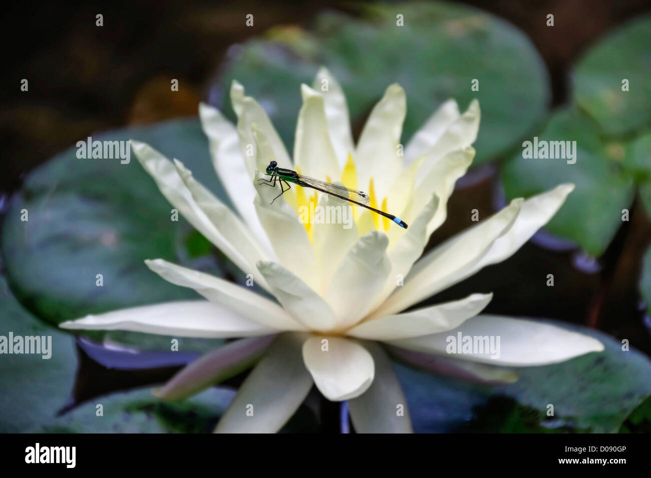 Una libellula è seduta su un giglio di acqua Foto Stock