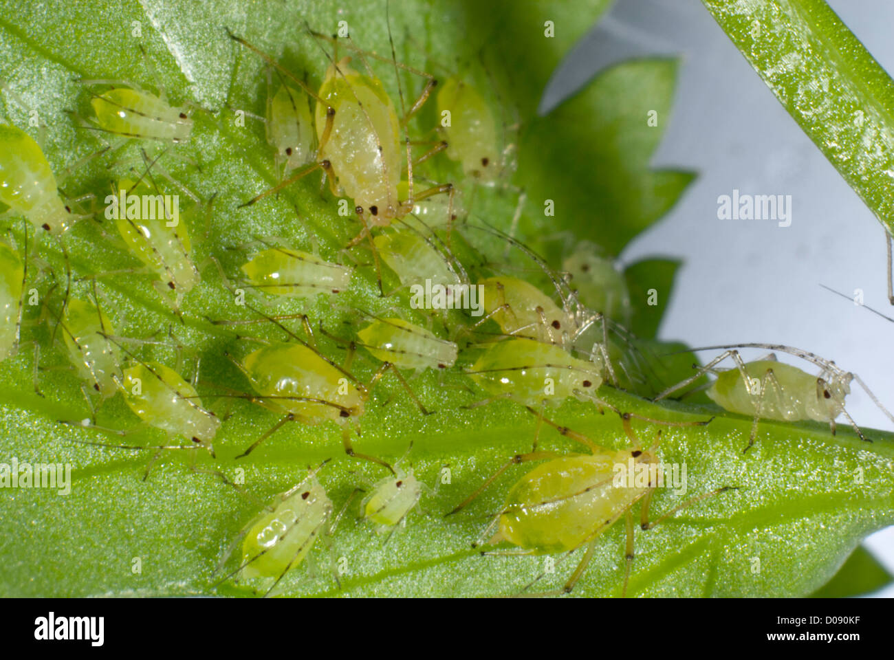 Chiazzato arum afidi, Aulacorthum circumflexum, sulla cucina pianta di coriandolo Foto Stock