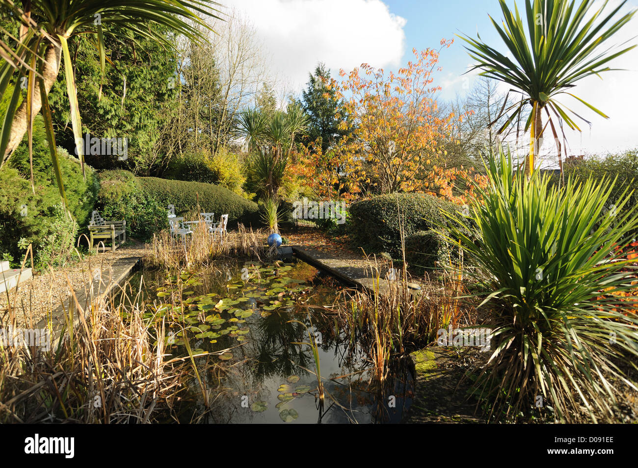 Torbay palme e del laghetto in giardino in una bella giornata d'autunno Foto Stock