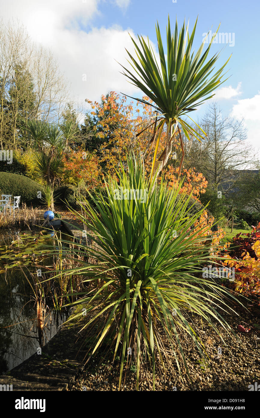 Torbay palme e del laghetto in giardino in una bella giornata d'autunno Foto Stock