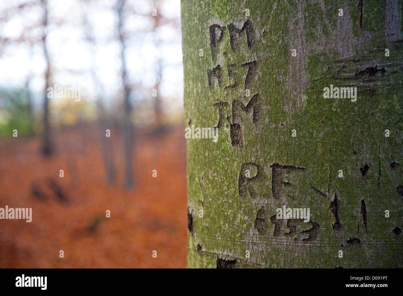 Romantico iniziali incise nella corteccia di albero Foto Stock