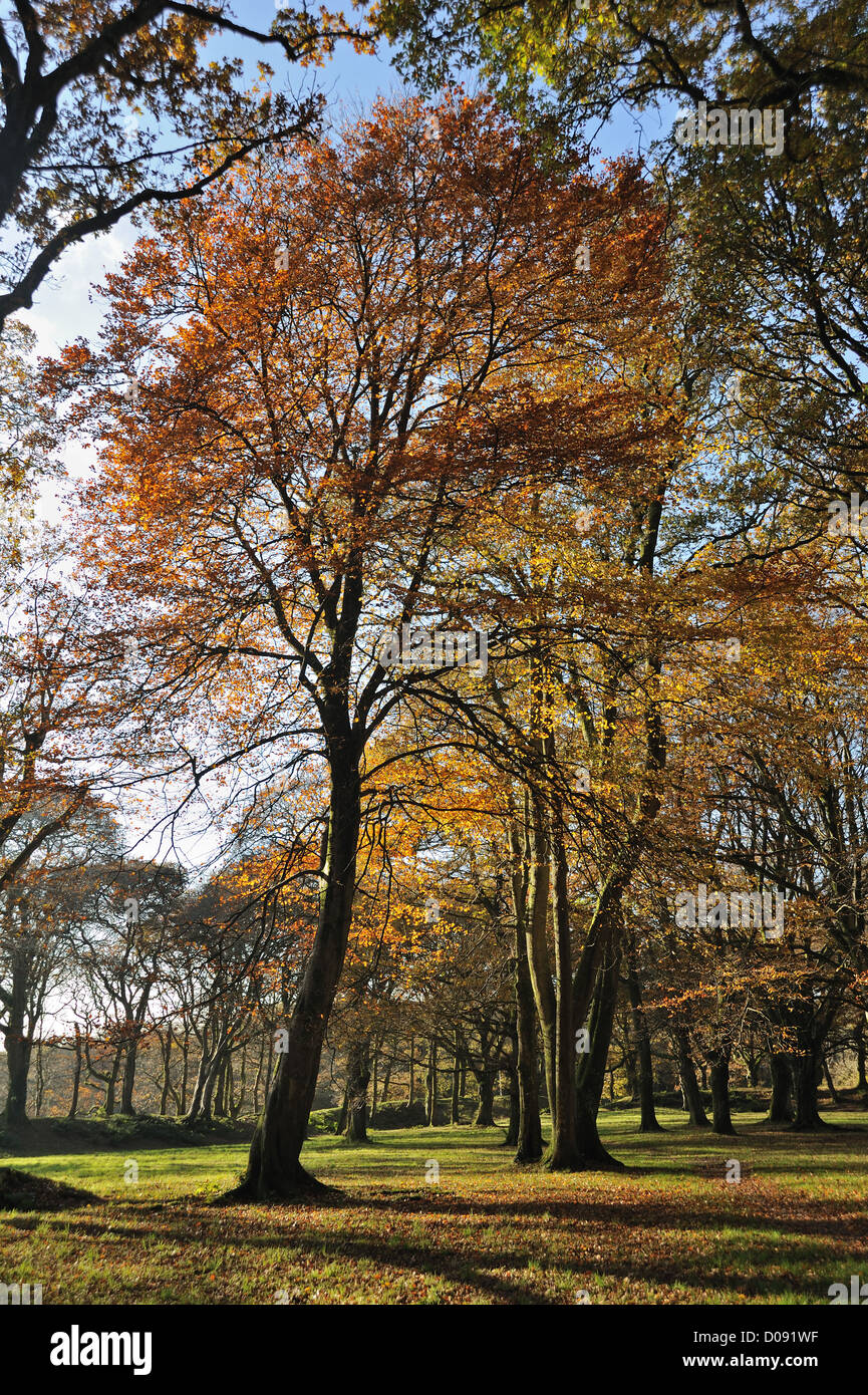 Faggi in autunno vividi colori marrone e oro a Blackbury Camp in East Devon Foto Stock