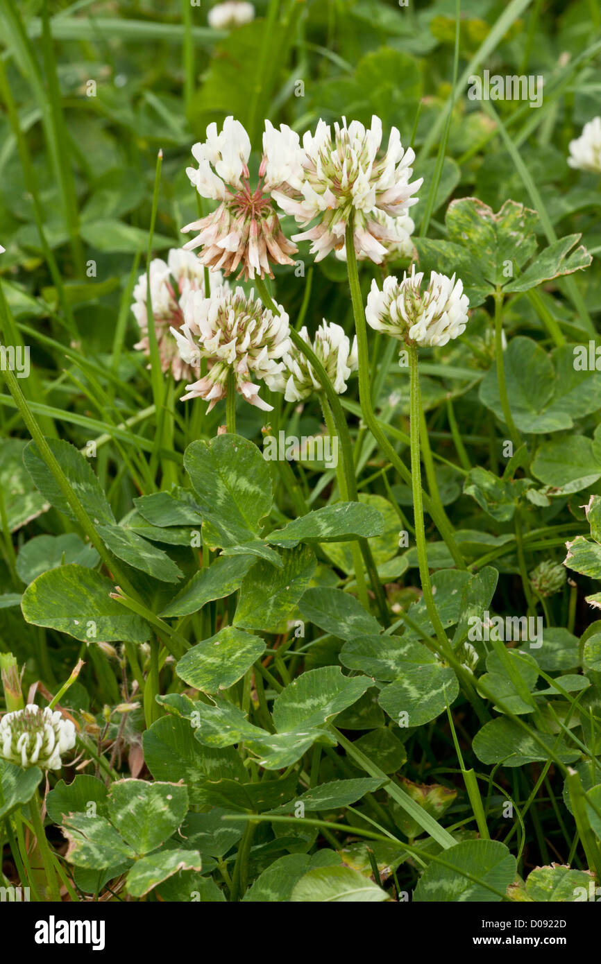Semi Di Trifoglio Bianco (Trifolium Repens) – 1 Kg Per Pascolo, Resistente All’inverno E Adatto A Tagli Frequenti