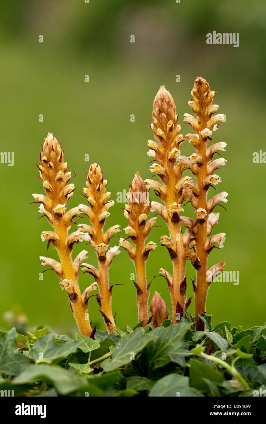 Ivy Succhiamele prataiolo (Orobanche hederae) sul parassita ivy, close-up Foto Stock