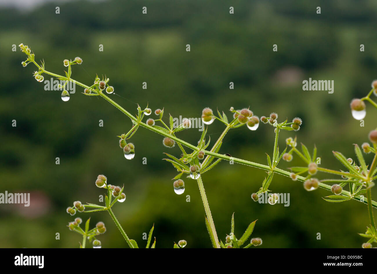 Cleavers (Galium aparine) in frutti dopo la pioggia, close-up Foto Stock