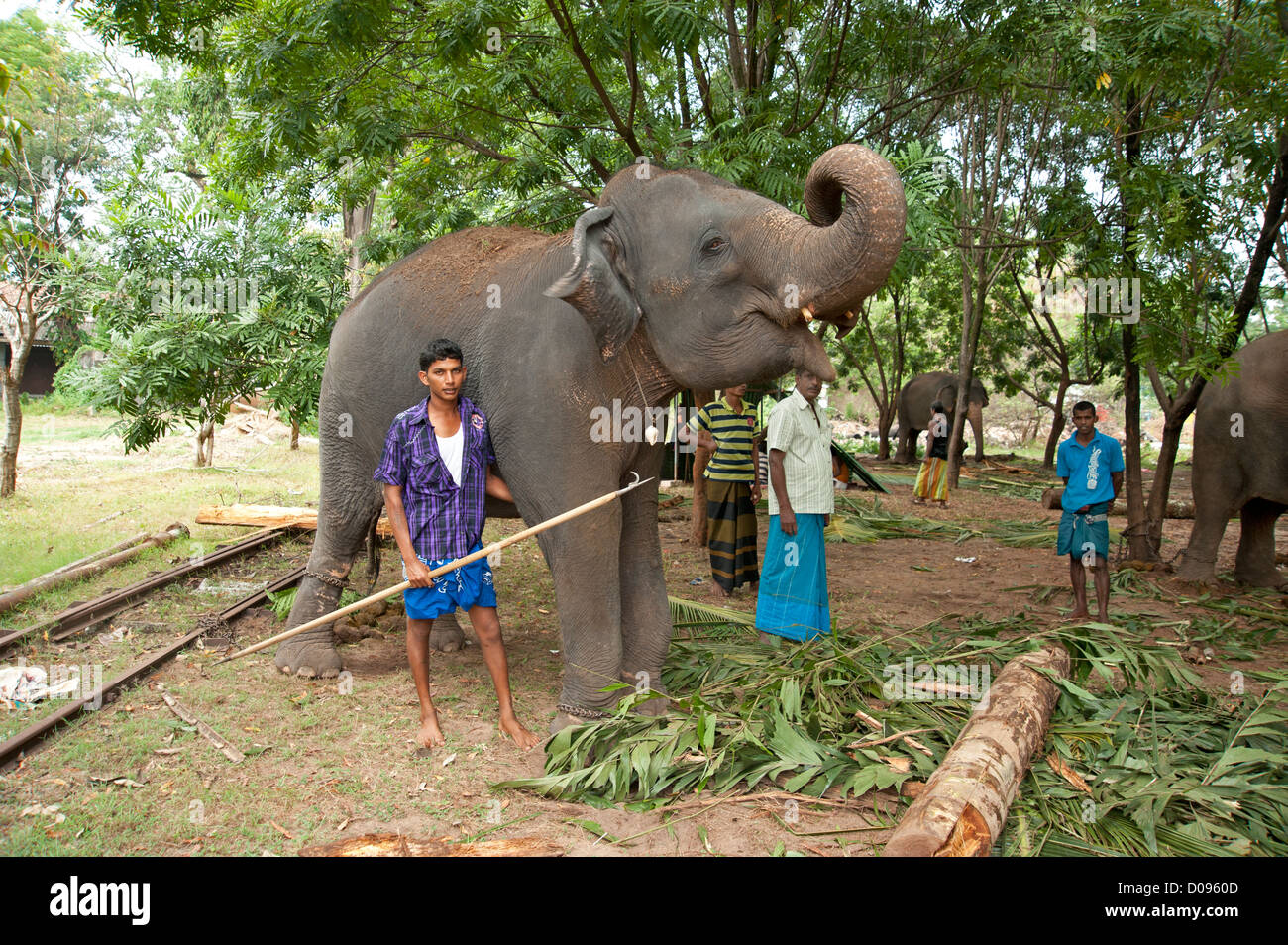 Festival elefanti di mangiare in Colombo Sri Lanka Foto Stock