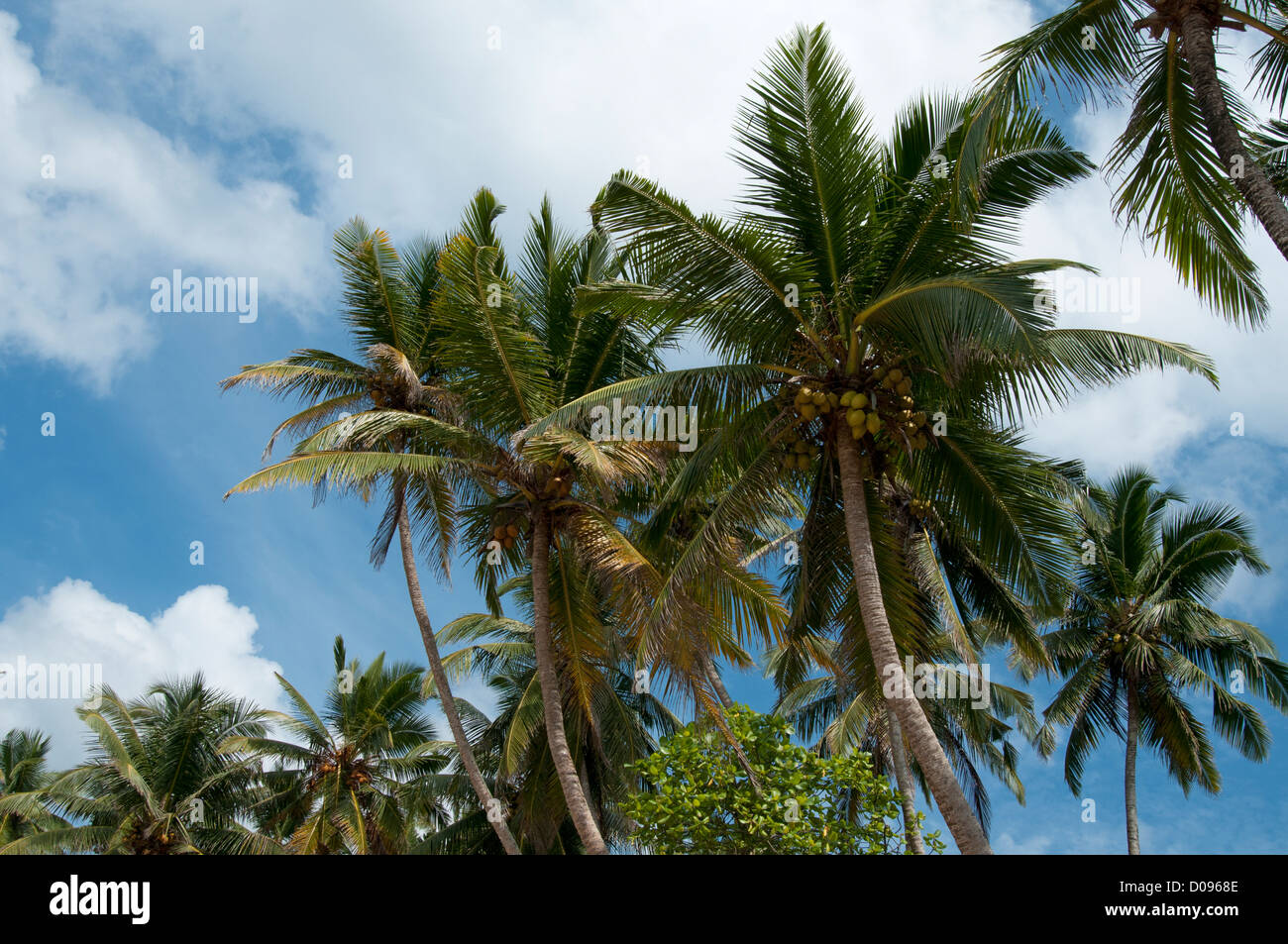 Vista angolata che guarda in cima alla palme da cocco sulla spiaggia di Marissa Sri Lanka Foto Stock