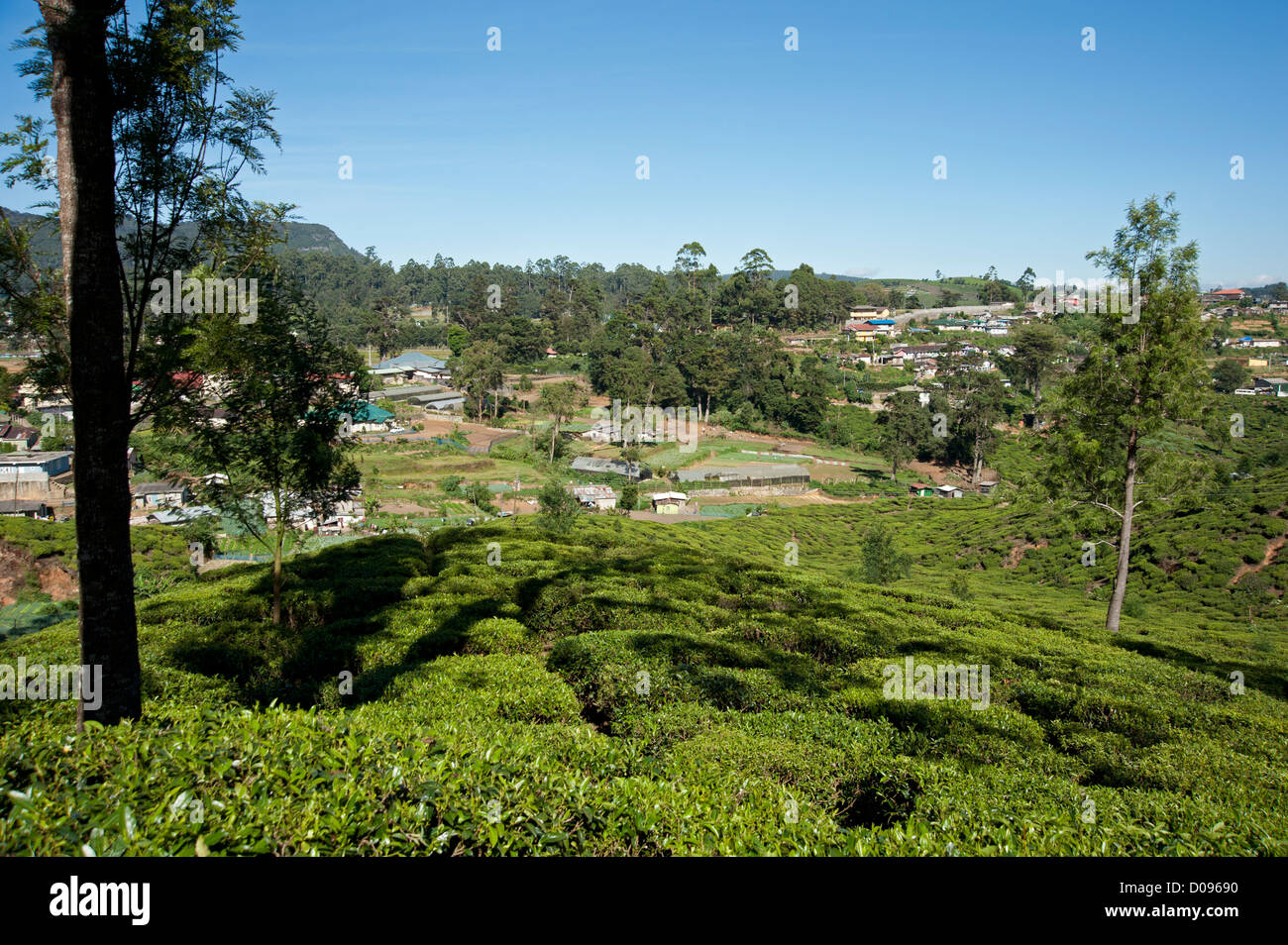 Cespugli di tè Nuwara Eliya Sri Lanka Foto Stock