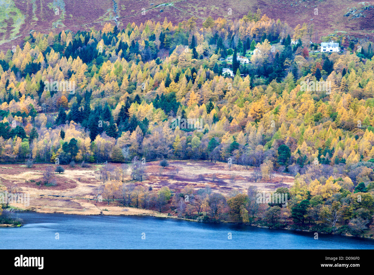 In autunno i larici sulla riva Derwentwater dalla vista Surpise Ashness nei boschi vicino a Grange Cumbria Inghilterra England Foto Stock