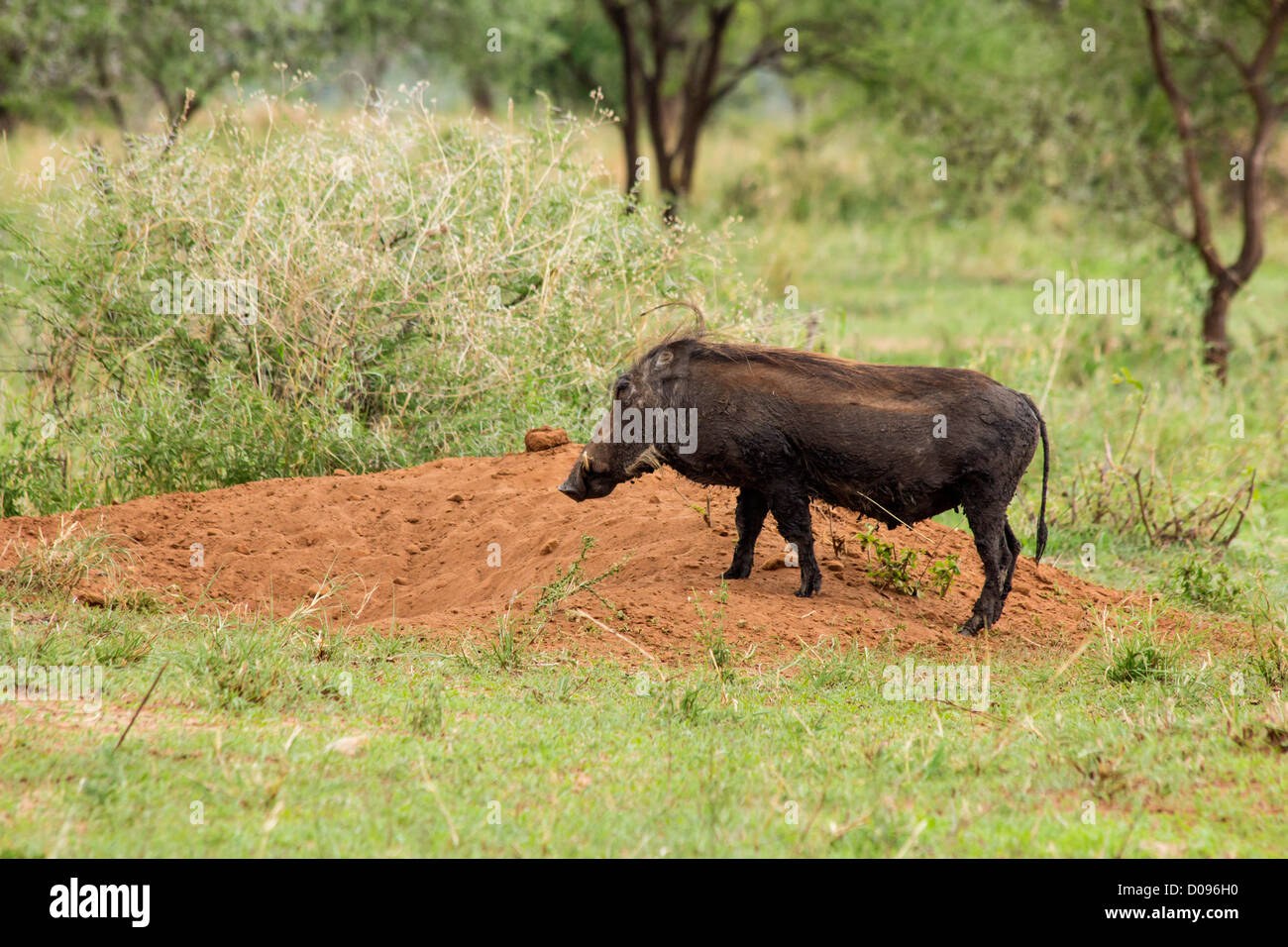 Warthog con suinetti, Parco Nazionale di Tarangire e, Tanzania Africa Foto Stock