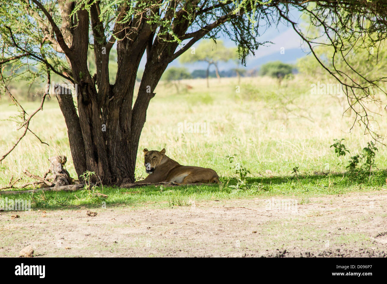 Femmina africana Lion, il Parco Nazionale di Tarangire e, Tanzania Africa Foto Stock