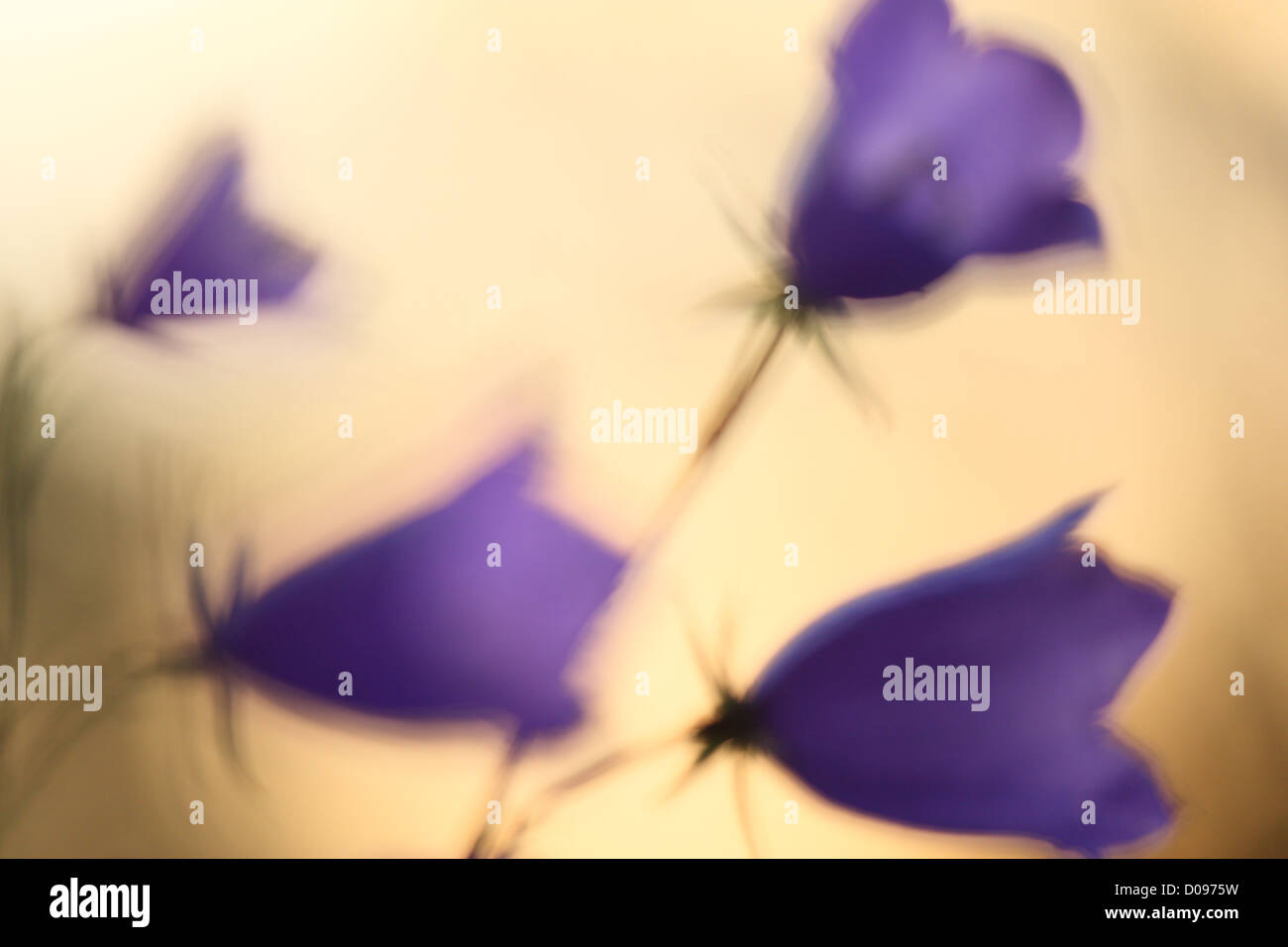 Wild Peach-lasciarono la campanula (Campanula persicifolia), Europa Foto Stock