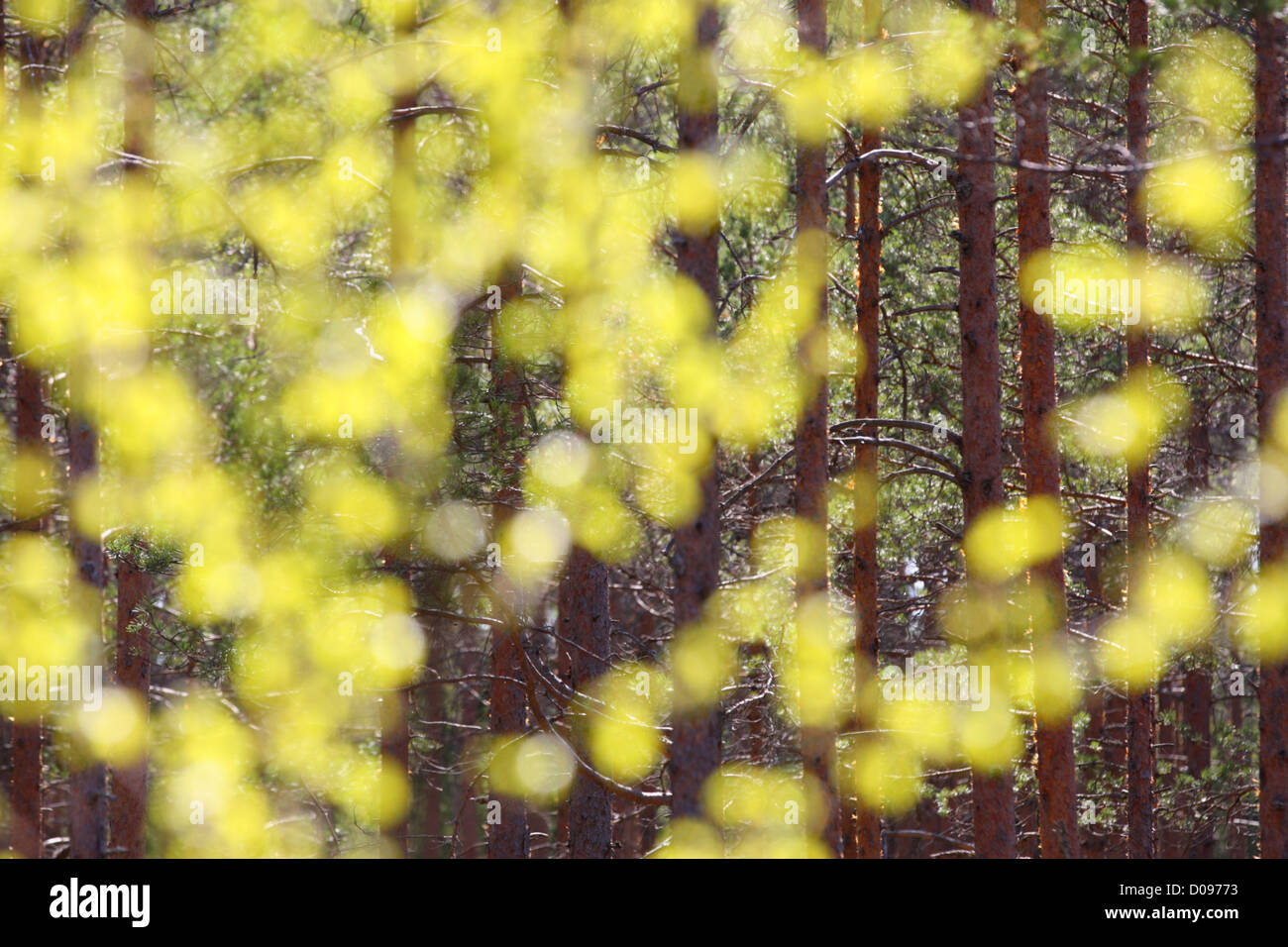 Verde primavera nella foresta. L'Europa, Estonia Foto Stock