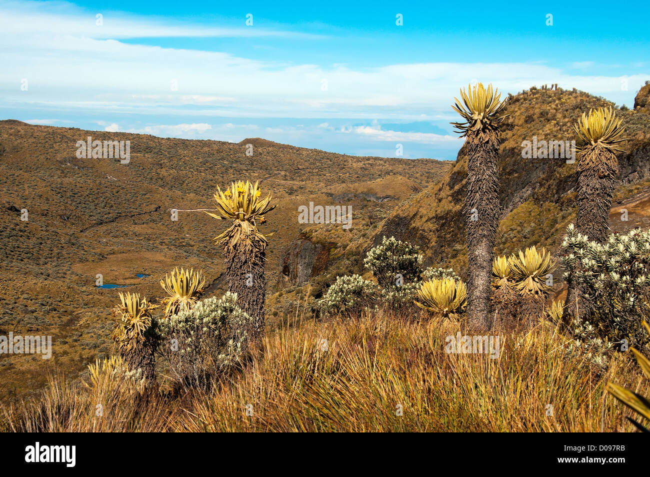 Paesaggio in Nevado del Ruiz con vari espeletia piante. Foto Stock