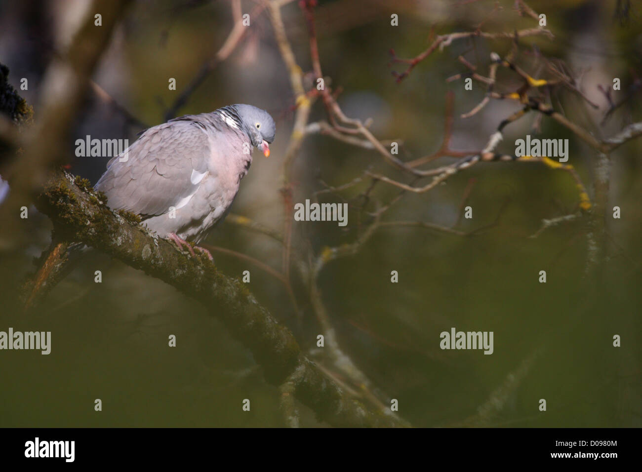 Woodpigeon (Columba palumbus), l'Estonia, l'Europa. Foto Stock