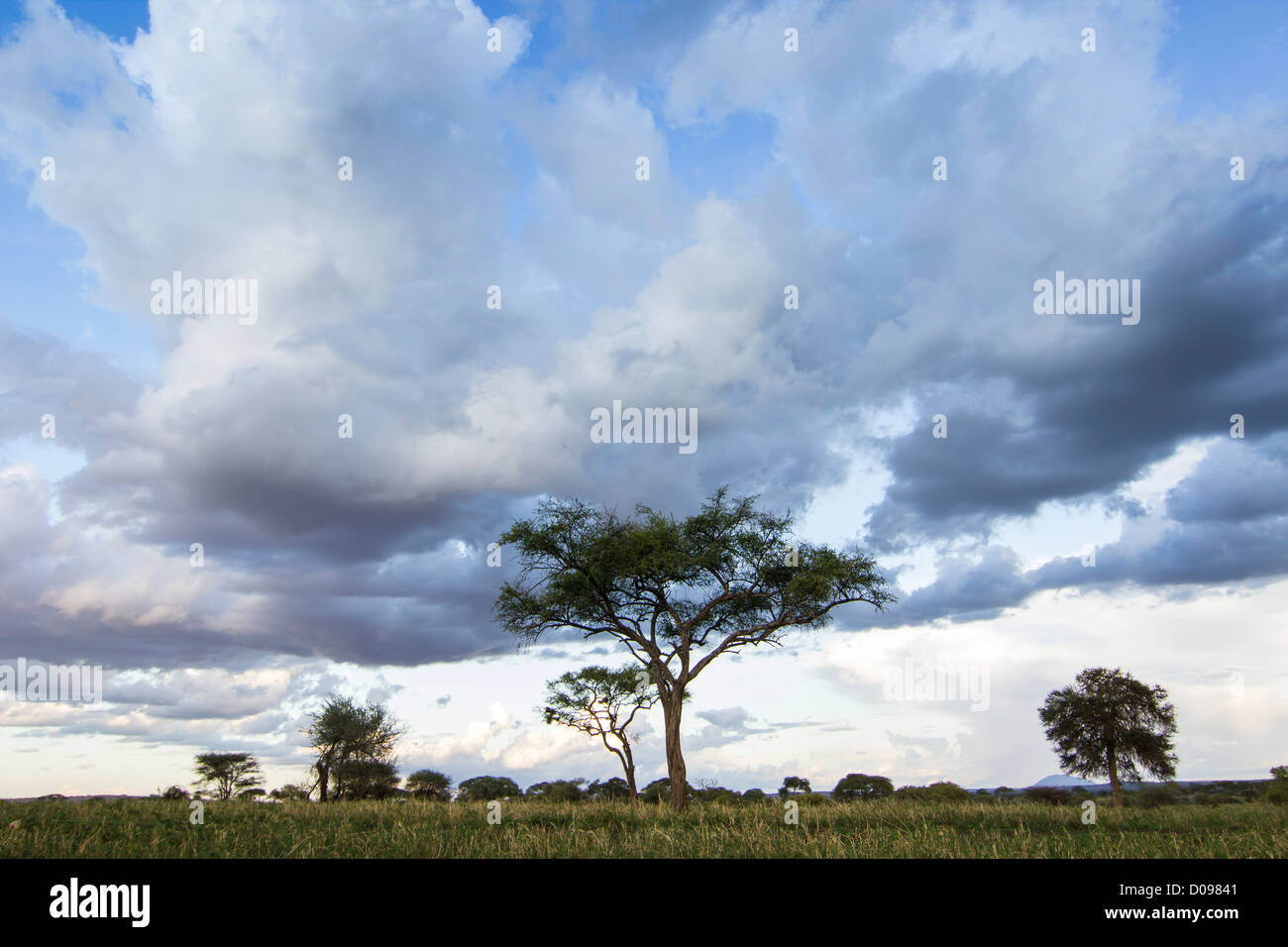 Parco Nazionale di Tarangire e. Tanzania Africa Foto Stock
