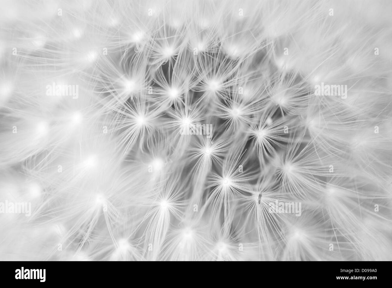 Tarassaco seme head (Taraxacum officinale), Europa Foto Stock