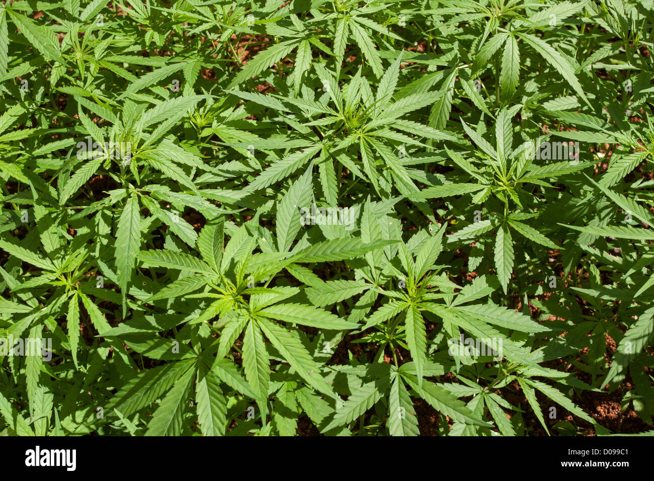 Pianta di cannabis in crescita in un clandestino piantagione di marijuana in Nine Mile VILLAGE GIAMAICA CARAIBI Foto Stock