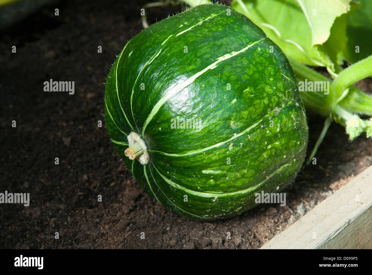 Burgess Buttercup Squash (Cucurbita maxima) cresce in una polytunnel, Sheffield, Regno Unito. Foto Stock