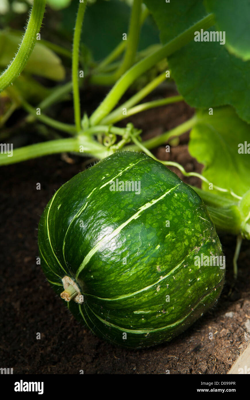 Burgess Buttercup Squash (Cucurbita maxima) cresce in una polytunnel, Sheffield, Regno Unito. Foto Stock