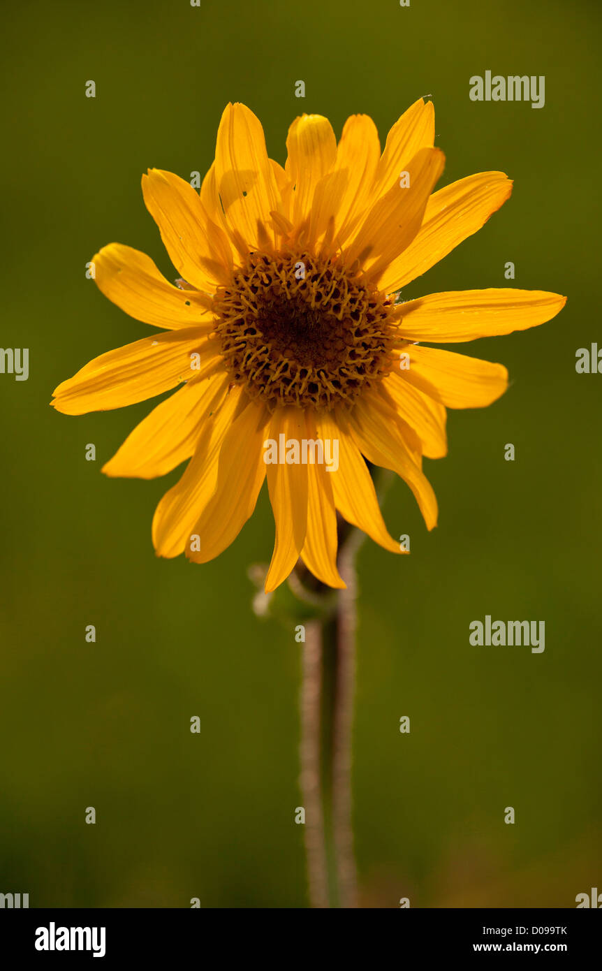 Alpine (Arnica Arnica montana) close-up, in fiore, la Romania, l'Europa. Pianta medicinale. Foto Stock