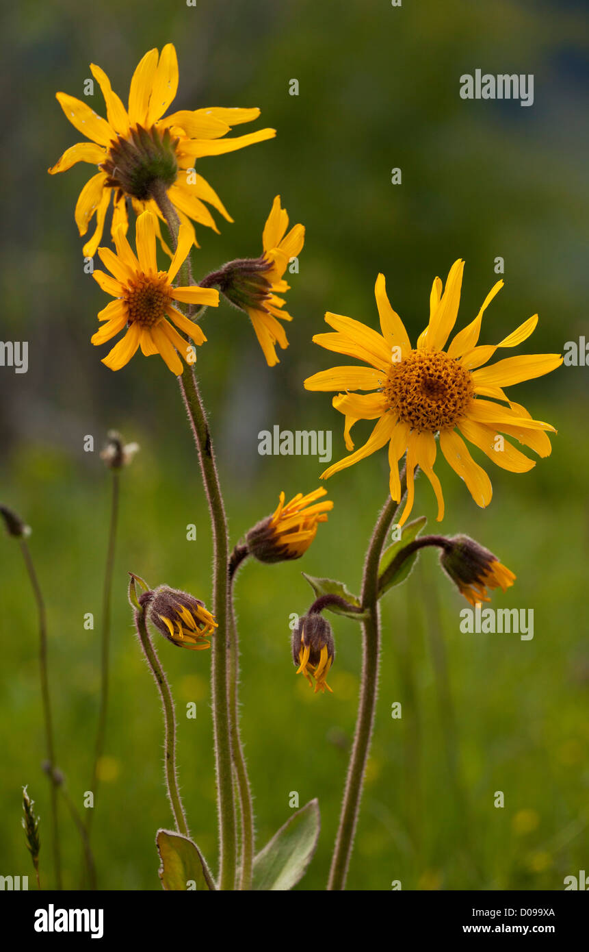 Alpine (Arnica Arnica montana) close-up, in fiore, la Romania, l'Europa. Pianta medicinale. Foto Stock