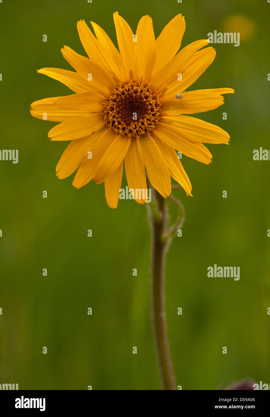 Alpine (Arnica Arnica montana) close-up, in fiore, la Romania, l'Europa. Pianta medicinale. Foto Stock