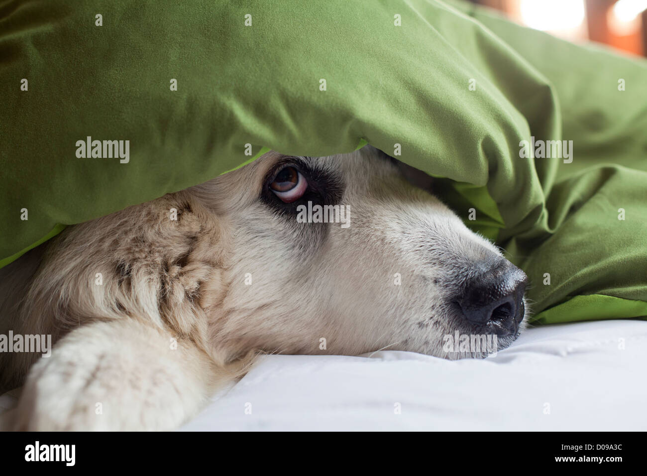 Grande cane dei Pirenei che spuntavano da sotto la coperta sul letto. Foto Stock