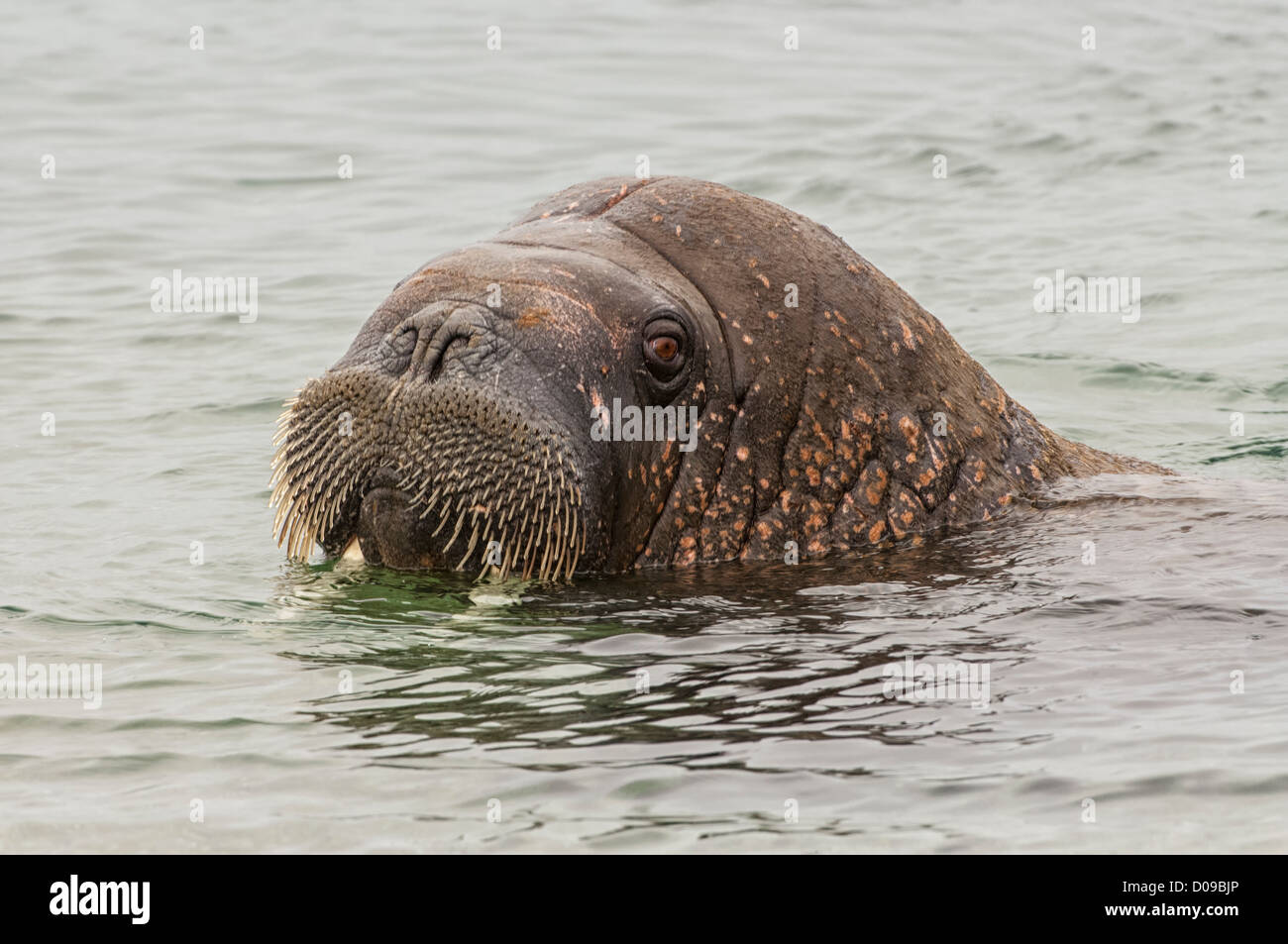 Tricheco (Odobenus rosmarus), Torellneset Isola, arcipelago delle Svalbard, Arctic Norvegia Foto Stock