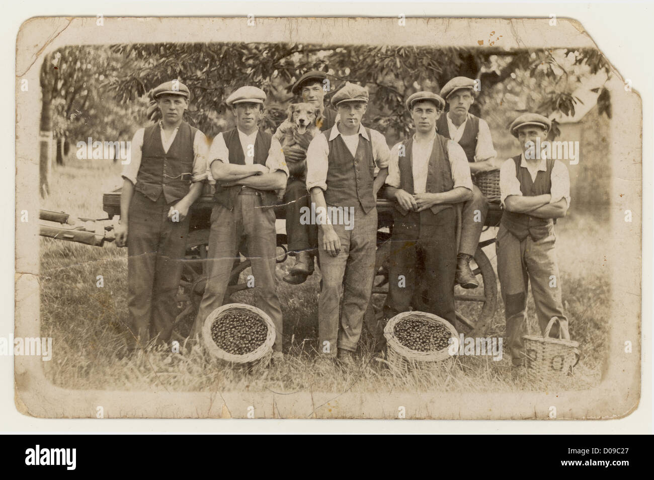 Originale affascinante scena fotografica edoardiana da cartolina dei raccoglitrici di frutta di Kentish - giovani uomini che indossano cappellini piatti, abiti da lavoro, dalla zona Medway del Kent con cestini di ciliegie. Hanno un cane con loro. Alcuni caratteri. Il ragazzo sul davanti, nel mezzo della fotografia è stato chiamato Hollamby, la famiglia ancora vive a Chatham e Gillingham, Kent. Regno Unito circa 1907 Foto Stock