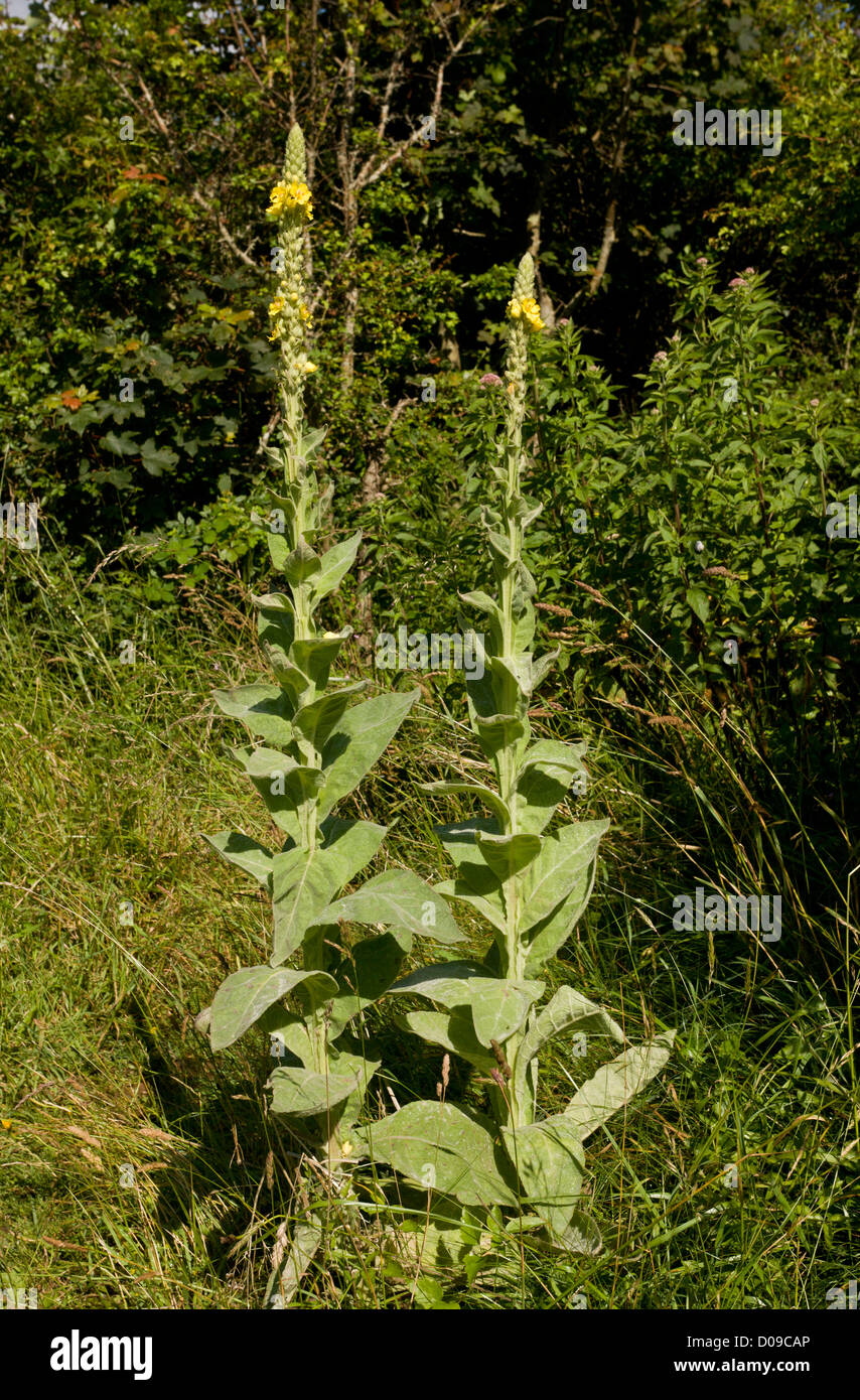 Grande Mullein (Molène thapsus) in fiore Foto Stock