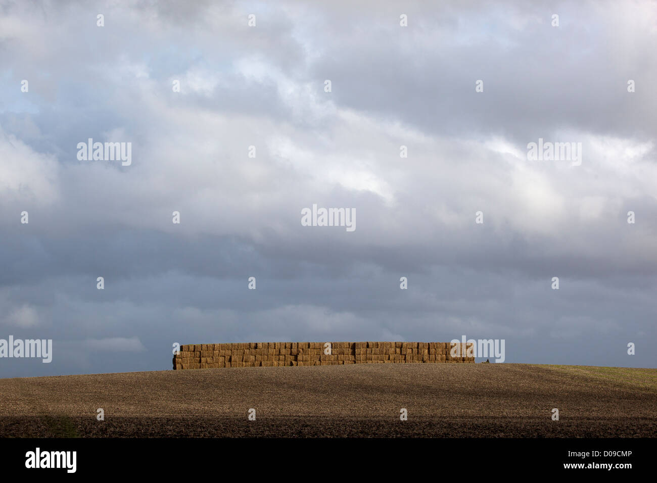 Fieno o balle di paglia accatastati nel campo Foto Stock