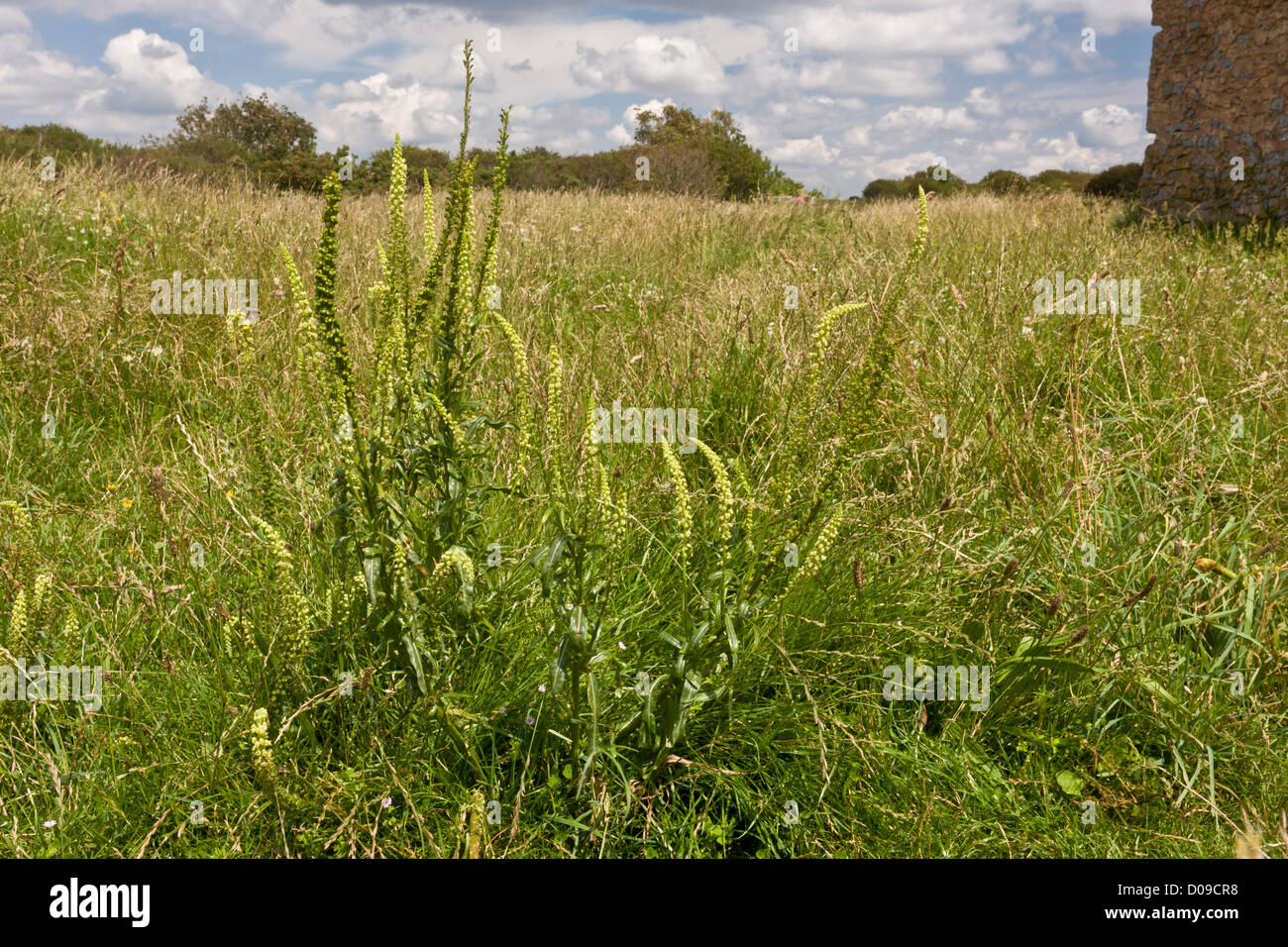 Saldatura (Reseda luteola) in fiore di Berry Head NNR Torbay, Devon, Inghilterra, Regno Unito Foto Stock