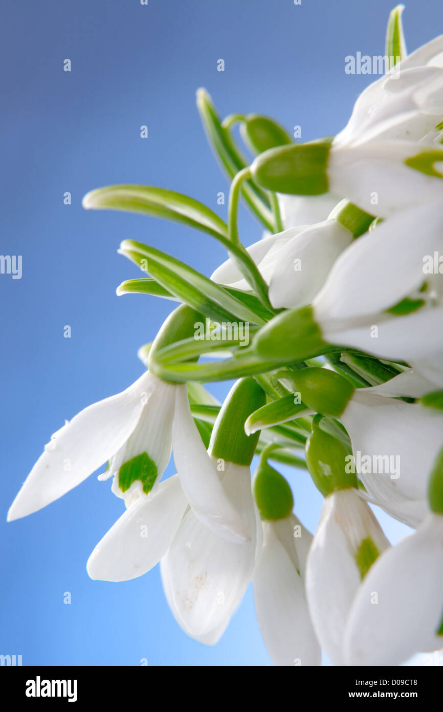 Macro shot di bucaneve su blu di sfondo per studio Foto Stock