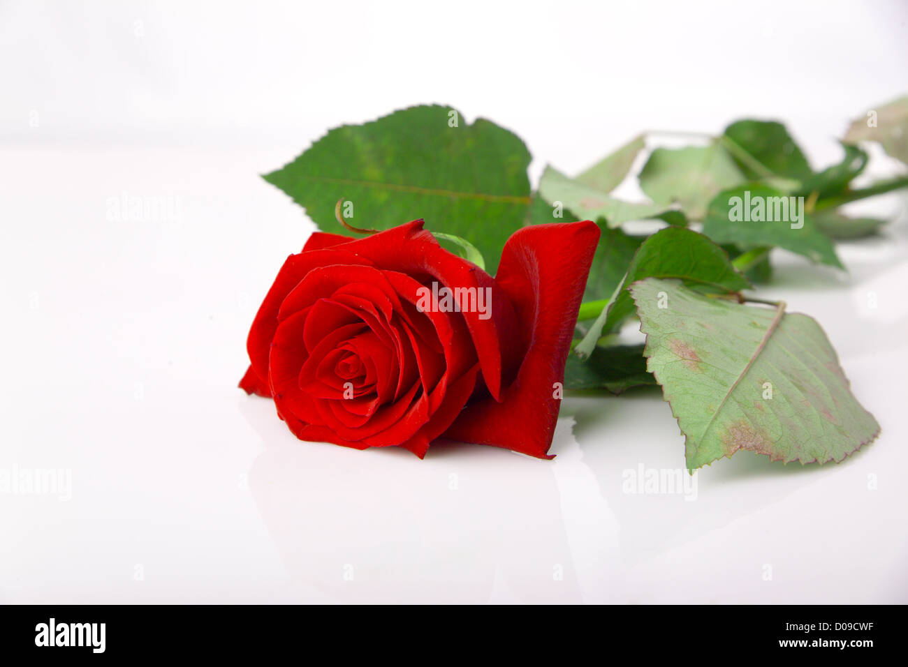 Red Rose su sfondo bianco Foto Stock
