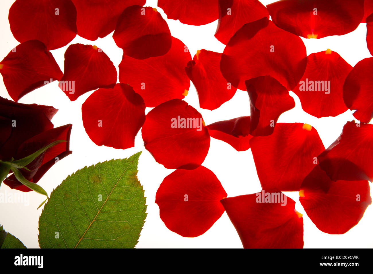 Red Rose bud e petali sparsed vicino ad essa Foto Stock