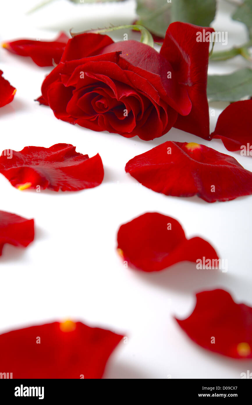 Red Rose bud e petali sparsed vicino ad essa Foto Stock
