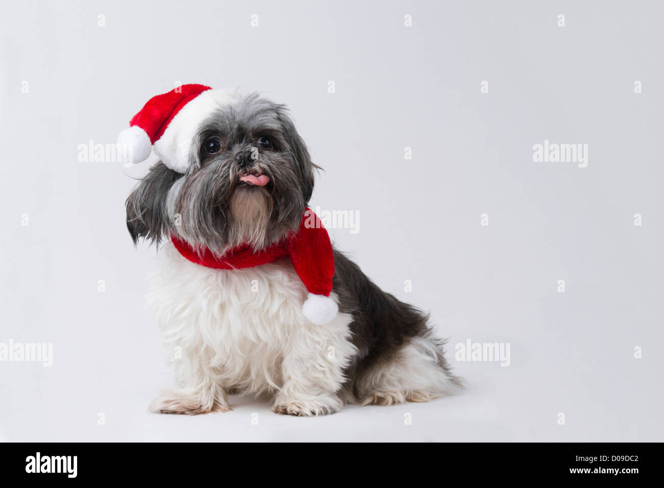 4 anno vecchio shih tzu nel cappello di Natale con la lingua di fuori Foto Stock