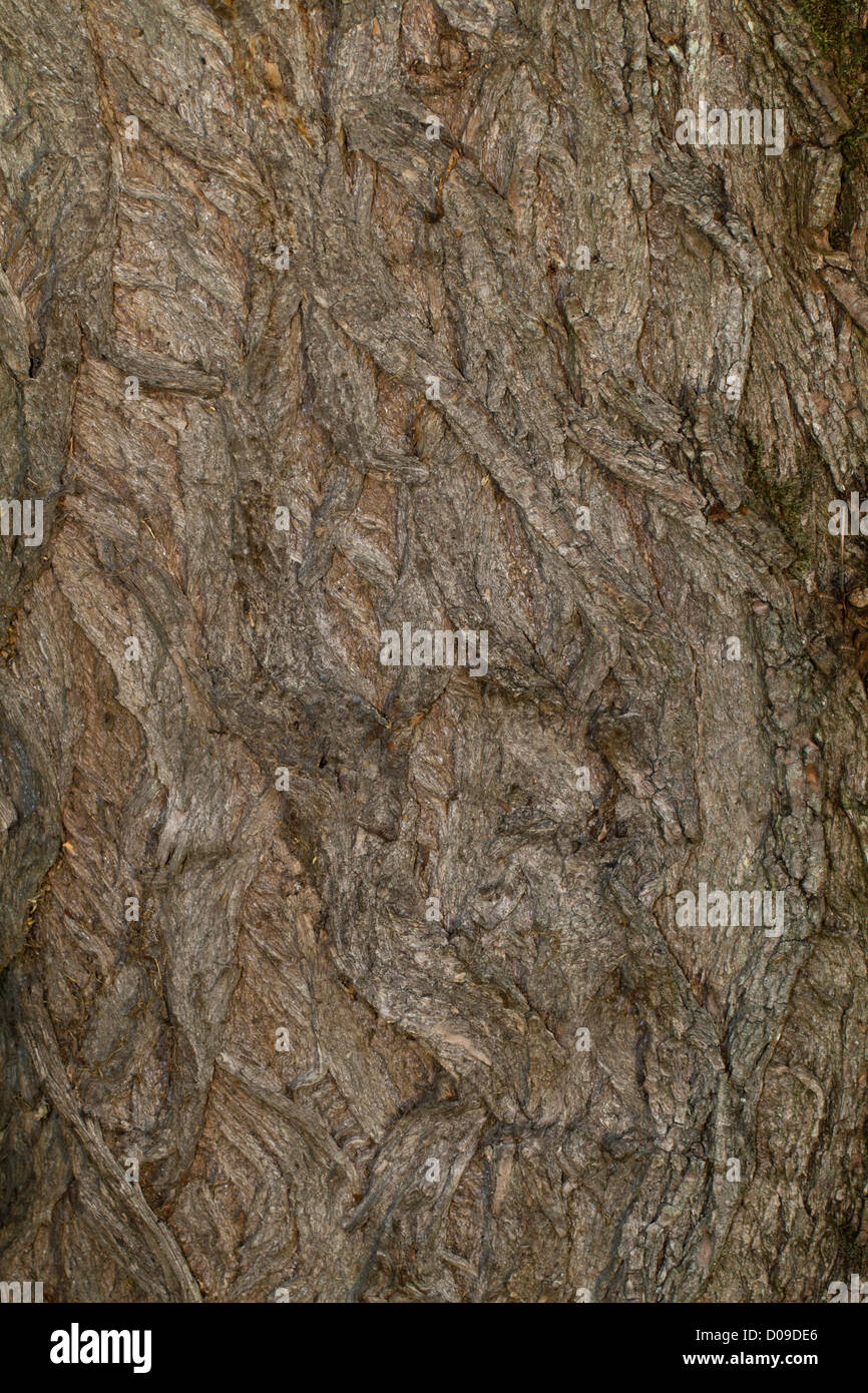 corteccia di un albero Foto Stock