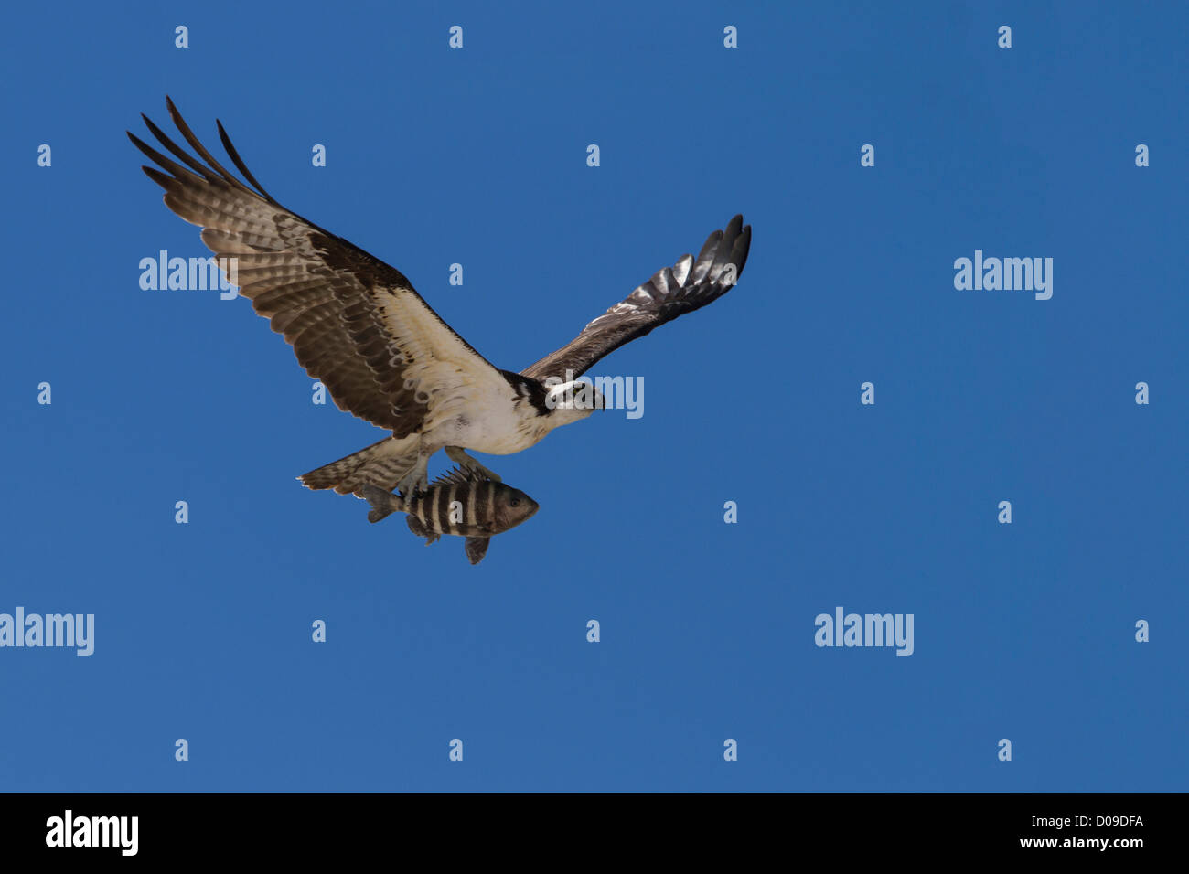 Osprey in volo con pesce Foto Stock