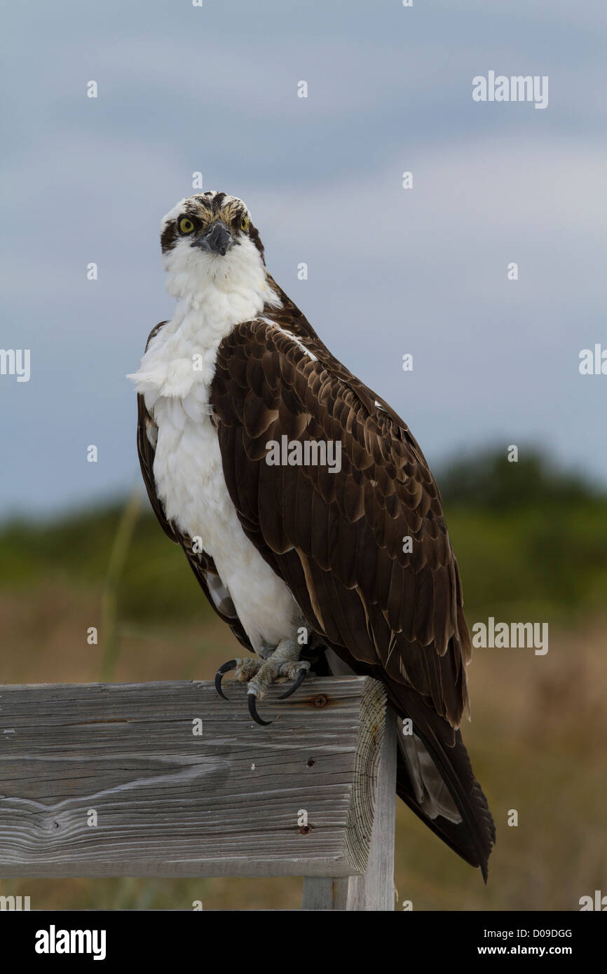 Osprey sat sul post Foto Stock