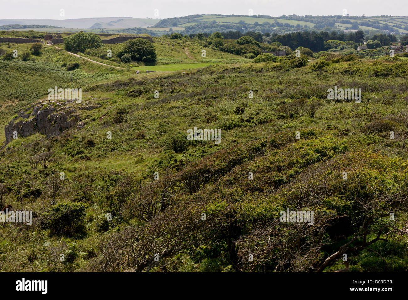 Racchiuso area scrub attualmente pascolo di pecore Soay, su Berry Head NNR Torbay, Devon. Foto Stock
