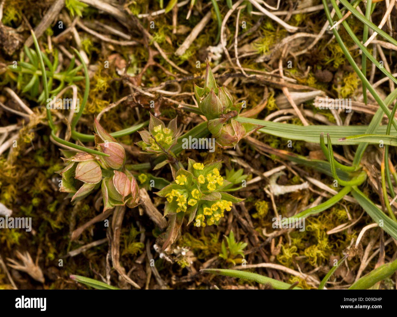 Piccola Lepre è-orecchio (Bupleurum baldense) di calcare sul fondo erboso Berry Head, Devon, Inghilterra, Regno Unito. Molto rara e stabilimento NEL REGNO UNITO Foto Stock