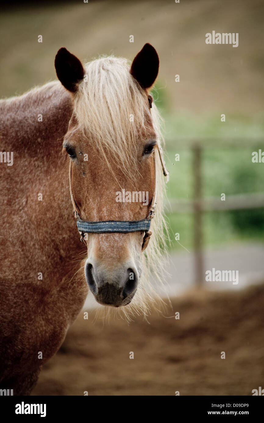 Cavallo marrone guardando al primo piano della fotocamera Foto Stock